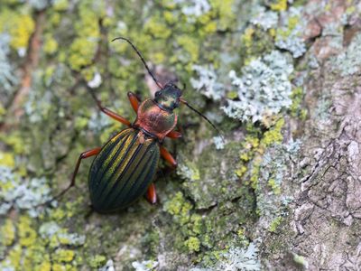 Goudglanzende schallebijter / Carabus auronitens