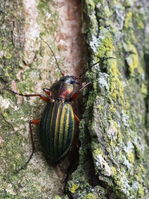 Goudglanzende schallebijter / Carabus auronitens