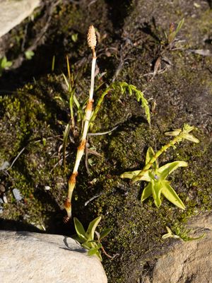 Paardestaartfamilie / Equisetaceae