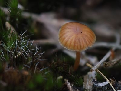 Galerina / Mosklokjes