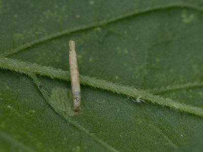 Koninginnekruidkokermot / Coleophora follicularis