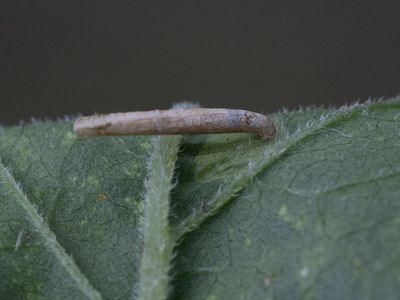 Koninginnekruidkokermot / Coleophora follicularis
