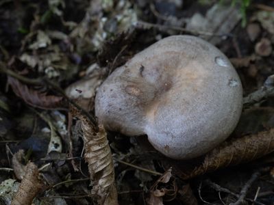 Lactarius circellatus / Haagbeukmelkzwam