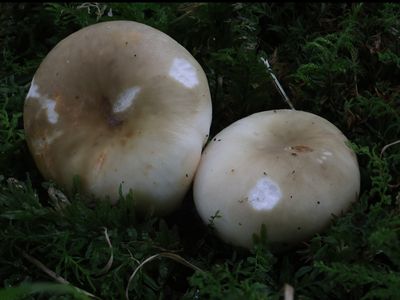 Russula heterophylla / Vorkplaatrussula / Greasy Green Brittlegill 