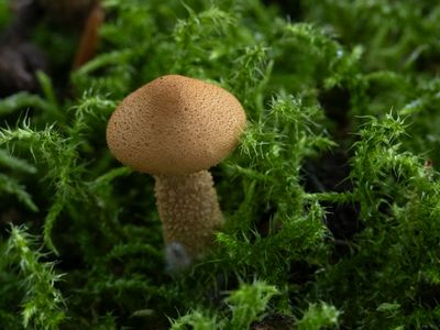 Okergele korrelhoed / Earthy Powdercap / Cystoderma amianthinum