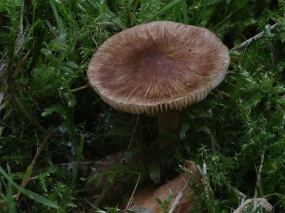 Inocybe glabripes  / Kleinsporige vezelkop