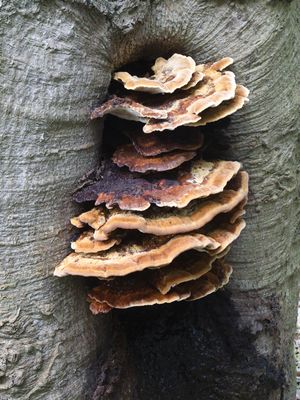 Inonotus cuticularis / Dunne weerschijnzwam
