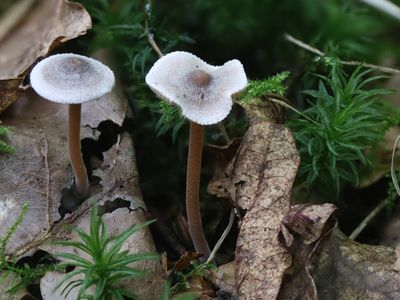 Inocybe petiginosa / Poedersteeltje 