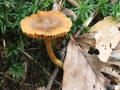 Cortinarius saniosus / Echte geelvezelgordijnzwam 
