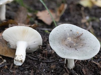 Russula parazurea  / Berijpte russula / Powdery Brittlegill
