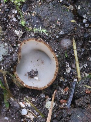 Humaria hemisphaerica / Kleine bruine bekerzwam / Hairy Fairy Cup