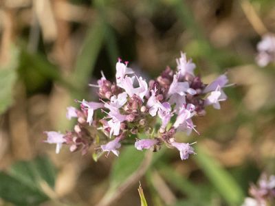 Wilde marjolein / Wild Marjoram / Origanum vulgare