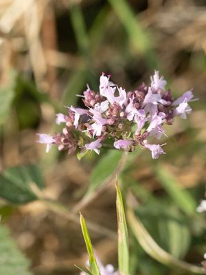 Wilde marjolein / Wild Marjoram / Origanum vulgare