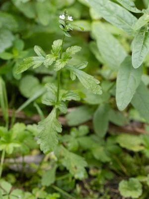 IJzerhardfamilie / Verbenaceae