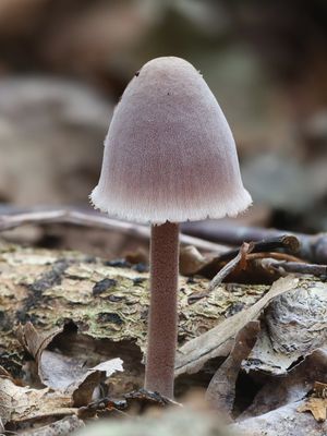 Mycena haematopus / Grote bloedsteelmycena / Bleeding Fairy Helmet