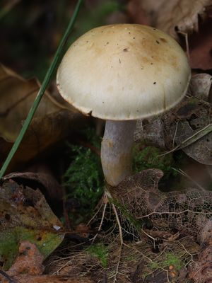 Cortinarius delibutus / Okergele Gordijnzwam / Yellow Webcap