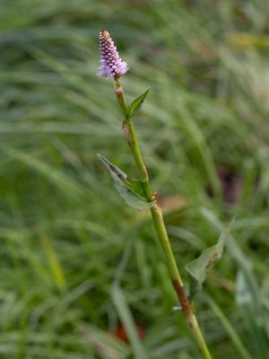 Duizendknoopfamilie / Polygonaceae