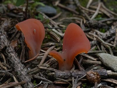 Tremiscus helvelloides / Spateltrilzwam