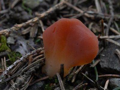 Tremiscus helvelloides / Spateltrilzwam