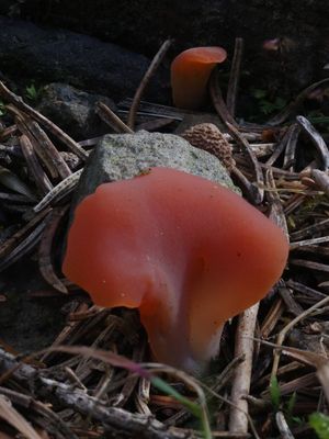 Tremiscus helvelloides / Spateltrilzwam
