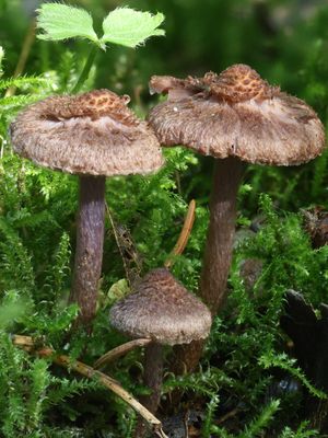 Inocybe cincinnata / Violetbruine vezelkop