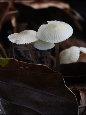 Mycena flavscens / Geelsnedemycena