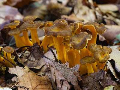 Cantharellus tubaeformis var. lutescens / Gele trechtercantharel / Trumpet Chanterelle