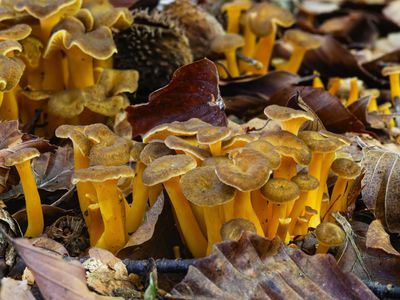 Cantharellus tubaeformis var. lutescens / Gele trechtercantharel / Trumpet Chanterelle