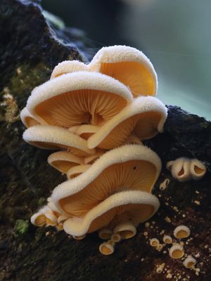Phyllotopsis nidulans / Oranje oesterzwam