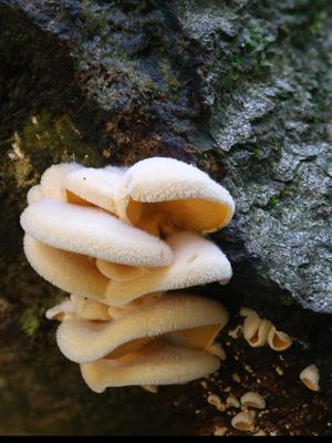 Phyllotopsis nidulans / Oranje oesterzwam