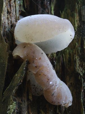 Pseudohydnum gelatinosum / Stekeltrilzwam / Jelly Tooth