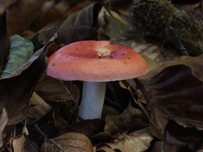 Russula mairei / Stevige braakrussula / Beechwood Sickener