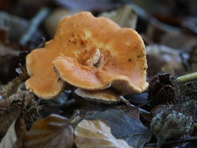 Hydnum rufescens / Rossige stekelzwam / Terracotta Hedgehog