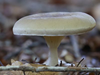 Clitocybe clavipes / Knotsvoettrechterzwam / Club foot