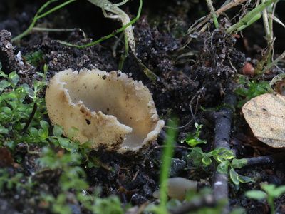 Tarzetta catinus / Gekarteld leemkelkje