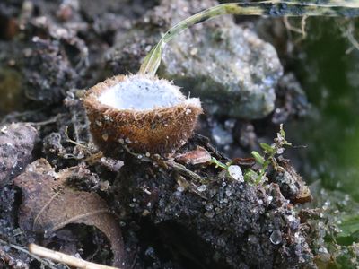 Humaria hemisphaerica / Kleine bruine bekerzwam / Hairy Fairy Cup