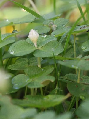 Witte klaverzuring / Wood-sorrel / Oxalis acetosella 