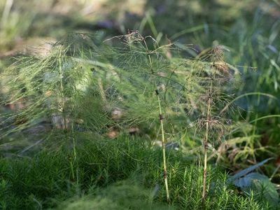Bospaardenstaart / Wood Horsetail / Equisetum sylvaticum