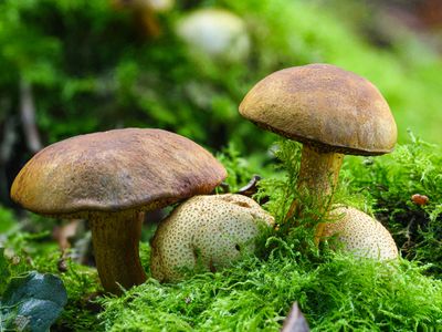 Pseudoboletus parasiticus / Kostgangerboleet / Parasitic Bolete