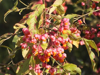 Kardinaalsmutsfamilie / Celastraceae