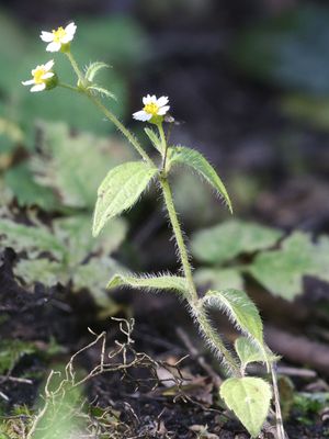 Harig knopkruid / Shaggy Soldier / Galinsoga quadriradiata