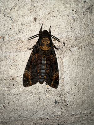 Doodshoofdvlinder / African death's-head hawkmoth / Acherontia atropos