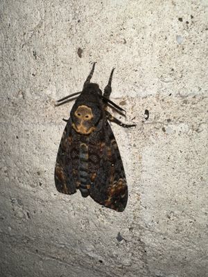 Doodshoofdvlinder / African death's-head hawkmoth / Acherontia atropos
