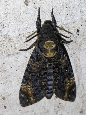 Doodshoofdvlinder / African death's-head hawkmoth / Acherontia atropos