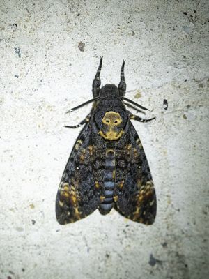 Doodshoofdvlinder / African death's-head hawkmoth / Acherontia atropos