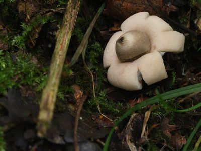 Geastrum fimbriatum / Gewimperde aardster
