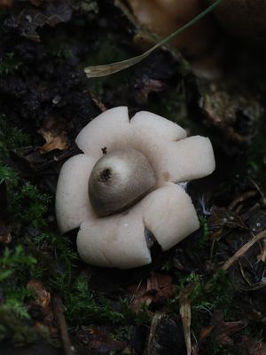 Geastrum fimbriatum / Gewimperde aardster