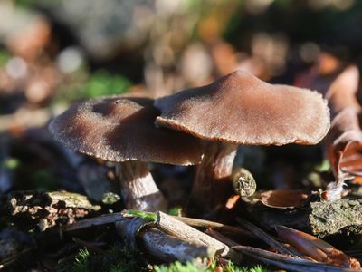 Cortinarius glabrellus / Roodbruine gordijnzwam