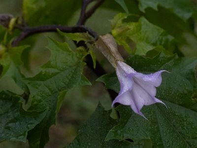 Doornappel / Thornapple / Datura stramonium