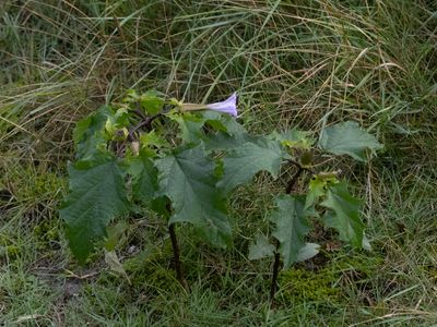 Doornappel / Thornapple / Datura stramonium